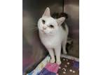 Cat-E-Corner Domestic Shorthair Adult Female
