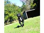 Flurry American Staffordshire Terrier Adult Female