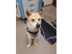 55167416 Akita Adult Male