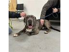 Maximus Cane Corso Adult Male