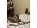 Gus Tabby Young Male