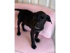 Dawson Labrador Retriever Puppy Male