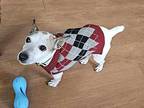 Willie Rat Terrier Senior Male