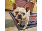 LUANNE French Bulldog Adult Female