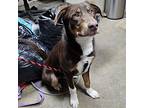 RONALD Australian Shepherd Adult Male