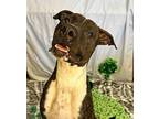 ROSCO American Pit Bull Terrier Adult Male