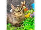 CAMELLIA (CAT 7) Domestic Longhair Adult Female