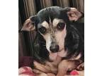 DeeDee Dachshund Senior Female