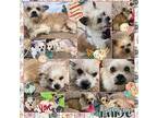 Paige Westie, West Highland White Terrier Adult Female