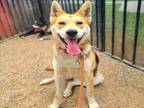 Adopt LIBBY a German Shepherd Dog, Shiba Inu