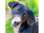 Adopt Sadie- in foster a German Shorthaired Pointer