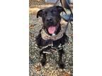 Adopt Vixen #115 a Pit Bull Terrier