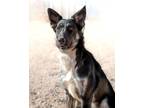 Adopt Ari (Ariwe) a Mixed Breed