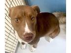 Adopt Lacie Liberty 58039 a Pit Bull Terrier