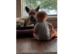 Adopt Milli a Pit Bull Terrier, Carolina Dog