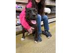 Adopt Sierra (2) a Pit Bull Terrier, American Staffordshire Terrier