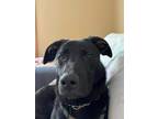 Adopt Carmy a Labrador Retriever
