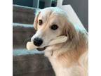 Adopt Snowy - FOSTER NEEDED a Great Pyrenees, Mixed Breed