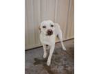 Adopt Pearl a Pit Bull Terrier, Shepherd