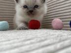 Ragdoll