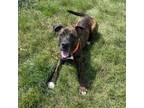 Adopt Roscoe a Mixed Breed