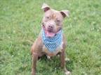 Adopt DAWSON a American Staffordshire Terrier