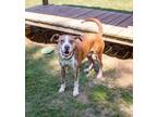 Adopt BUCKET a Mixed Breed