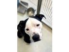 Adopt Baxter BB King 57626 a Pit Bull Terrier