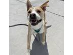Adopt Roscoe a Mixed Breed