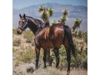 Adopt Willy a Quarterhorse