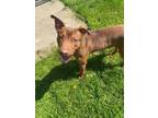 Adopt Patrick a Pit Bull Terrier, Terrier