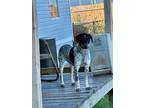 Adopt ATDR Blue a Dachshund, Cattle Dog