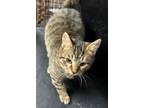 Adopt Purrkins a Tabby