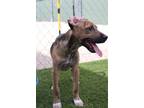 Adopt BoJangles a Mountain Cur, Plott Hound