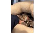 Madeline Domestic Shorthair Young Female