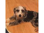 Wish Aussiedoodle Young Female