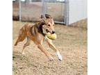 Stella Rose Collie Adult Female