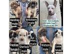 HERSHEY Mixed Breed (Medium) Puppy Male