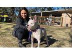 Valentine American Pit Bull Terrier Adult Female