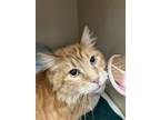 George Domestic Longhair Senior Male