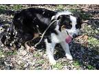 Bonnie Border Collie Adult Female