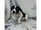 Duchess American Staffordshire Terrier Puppy Female