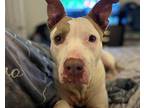 Chicken Nugget of LOVE Ark American Staffordshire Terrier Senior Female