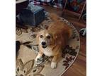 Ozzy Corgi Adult Male