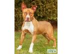 Bloom American Pit Bull Terrier Young Female