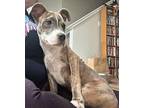 Rajah American Pit Bull Terrier Puppy Male