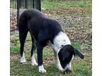 PUPPY TENDERHEARTED THELMA Labrador Retriever Puppy Female