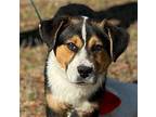 Tomato Australian Shepherd Puppy Male