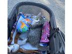 Remi Domestic Shorthair Kitten Female