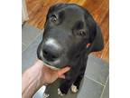 Charlie Labrador Retriever Puppy Male